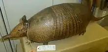 Brown armadillo