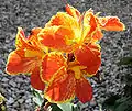 Canna 'Karla Dalebö', Dalebö 2007