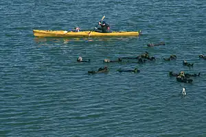 Photo of a person sitting in a boat holding a paddle with otters swimming in the foreground. The boat is approximately 12 feet long and only slightly wider than the paddler.