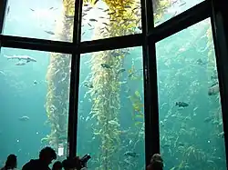 10m deep Monterey Bay Aquarium tank has acrylic windows up to 33&nbsp;cm thick to withstand the water pressure