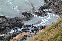 Kelp coils north of Kaka Point