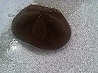 Live sea biscuit, Clypeaster rosaceus, commonly found off Key Biscayne, Florida