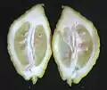 Cross section of Balady citron