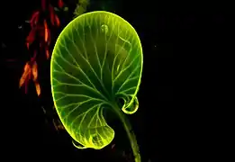 Hymenophyllum nephrophyllum, the kidney fern