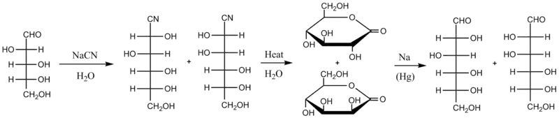 Kiliani-Fischer synthesis starting from D-arabinose, a five-carbon sugar, showing intermediates of each step and forming D-glucose and D-mannose, both six carbon sugars