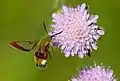 Hemaris fuciformis hovering at Scabiosa