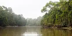 Boating down Kinabatangan River