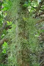 Panicle growing directly from trunk