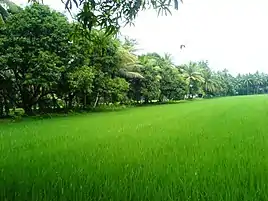Lush green farms in Konaseema
