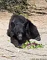 Wildlife West's black bear, Koshari, enjoys a meal of fresh fruit and vegetables.