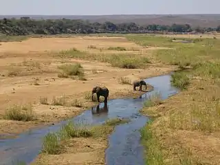 Elephants on the sandy river bed
