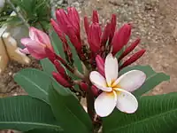 Red frangipani found in Malaysia.