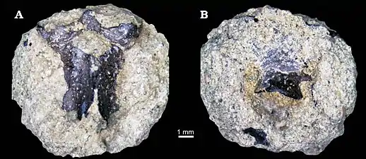 Kulgeriherpeton ultimum