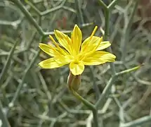 Inflorescence
