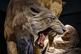 Display of a scimitar-toothed cat (Homotherium serum)