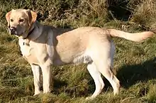 side view of a yellow dog in a grassy field, facing left