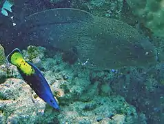 Bicolor cleaner wrasse (Labroides bicolor)