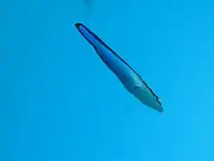 Bluestreak cleaner wrasse (Labroides dimidiatus)