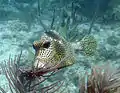 Spotted trunkfish (Lactophrys sp.) at Pickles Reef, March 2008