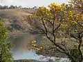 Yellow blossoms at Furnas Lake