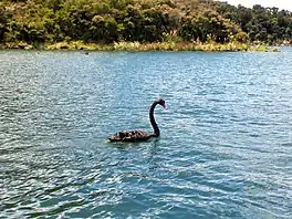 Black swan on Lake Rotomahana