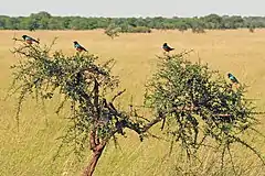 Habitat in Western Serengeti