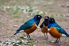 A family at Wilhelma Zoo, Stuttgart, Germany. The paler coloured juvenile is in between two adults.