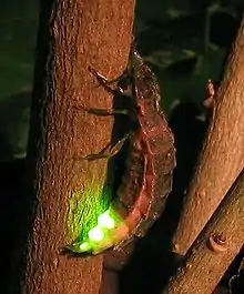 Photo of a firefly