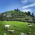 Langmarg meadow in Aragam Bandipore Kashmir