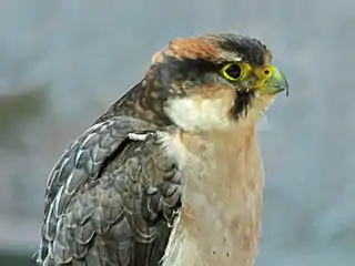 Lanner falcon at Plettenberg Bay, South Africa