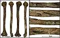Burial 11 - Perimortem fracture of humerus