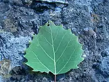 Leaf of Populus grandidentata.