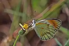 Female C. a. exoleSemliki Wildlife Reserve, Uganda