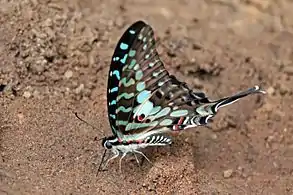 Fresh, undersideBobiri Forest, Ghana