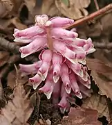Toothwort