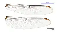 Male wings