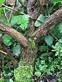 Moribund main trunk of mature specimen at former site of nursery, Herefordshire, U.K.