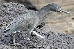 On Santiago Island, Galapagos