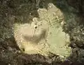 White Leaf scorpionfish on a sandy bottom near Alor Island, Indonesia
