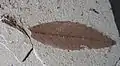 Undidentified leaf