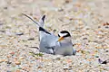 A least tern lying just below the surface of the sand is probably on its nest. The nests are very shallow and minimally scooped out.
