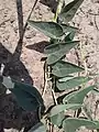 Leaves and Vine of Cucurbita foetidissima in Aurora, Colorado