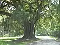 Lebanon Plantation Live Oak