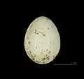 Egg of L. l. calipyga MHNT