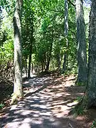 Woodland trail near the shore of Lake Ontario
