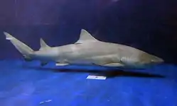 Lemon Shark found at the National Marine Aquarium in Plymouth, UK.
