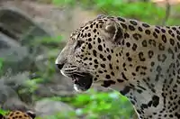 Leopards