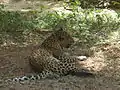 Leopard at SGNP