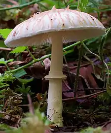 Median stem ring of Lepiota rubrotinctoides