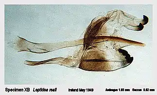 Genitalia of a male specimen of L. juvernica from Ireland, under a microscope. These cannot be separated from those of L. reali, and the measurements shown beneath are diagnostic for the separation from L. sinapis.